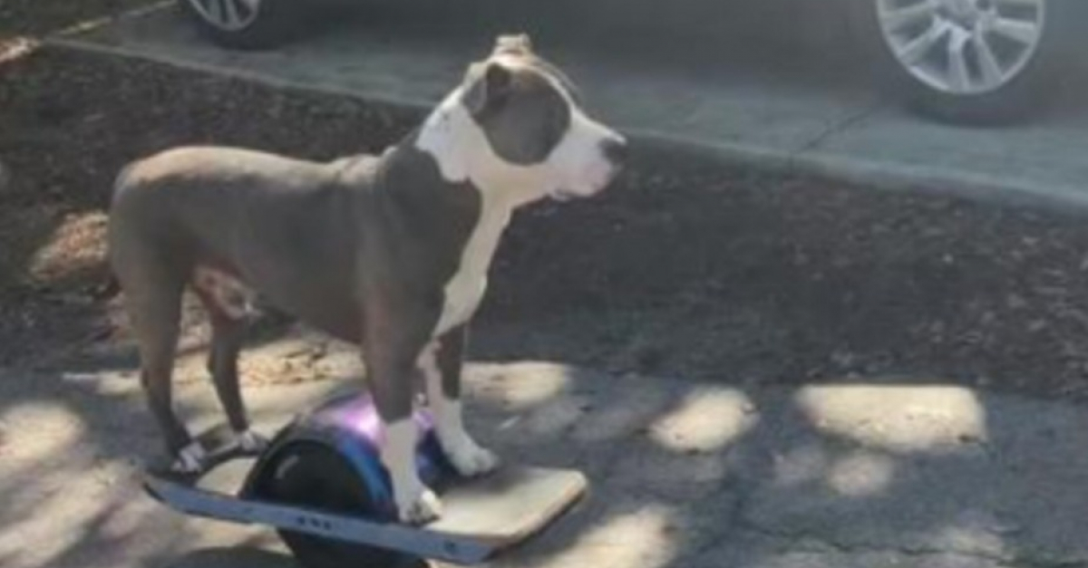 Faites connaissance avec Greyson, le Pitbull sauvé des rues, devenu une ...