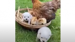 Illustration : "Deux adorables chiots forment une sympathique famille, avec une mère adoptive à laquelle on ne s’attendrait pas (vidéo)"