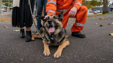 Illustration : Malgré son handicap, cette femme a remué ciel et terre pour retrouver Bear, son Berger Allemand disparu