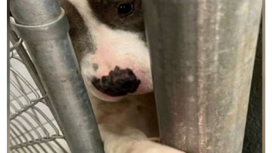 Illustration : "Cette chienne en manque d’affection tend sa patte à tous ceux qui passent devant son box au refuge "