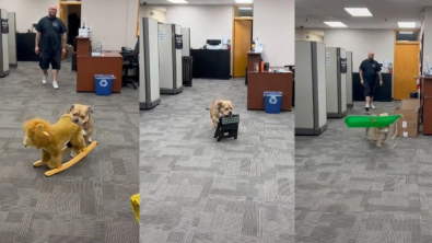 Illustration : Ce chien s’amuse au travail de sa maîtresse en la couvrant de cadeaux insolites 