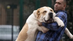 Illustration : "Ce chien géant au cœur tendre demande à ces maîtres beaucoup d’attention en échange d’un bonheur XXL "