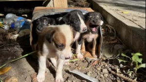 Illustration : "Mauvaise nouvelle pour ces bénévoles qui entendent les pleurs de chiots en provenance d’une poubelle "