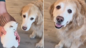 Illustration : "Lucy, la Golden Retriever, fait preuve d'une douceur exemplaire lors de sa première rencontre avec des chatons"