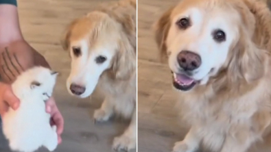 Illustration : "Lucy, la Golden Retriever, fait preuve d'une douceur exemplaire lors de sa première rencontre avec des chatons"