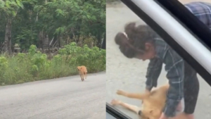Illustration : "En vacances, cette femme croise la route d’une adorable chienne et met tout en œuvre pour l’adopter"