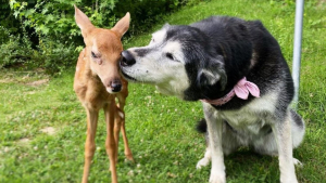 Illustration : "Un chien se lie d’amitié avec un faon orphelin trouvé sur la propriété de son maître (vidéo)"