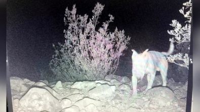 Illustration : "Découvrez l’histoire intrigante de Ghost, le chien abandonné vivant parmi les coyotes"