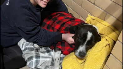 Illustration : "Dans l’attente d’une famille aimante, Jane la croisée Border Collie se console avec un drôle de doudou"