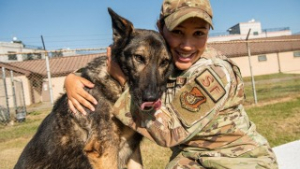 Illustration : "Après avoir frôlé la mort, ce chien militaire peut démarrer sa retraite bien méritée "