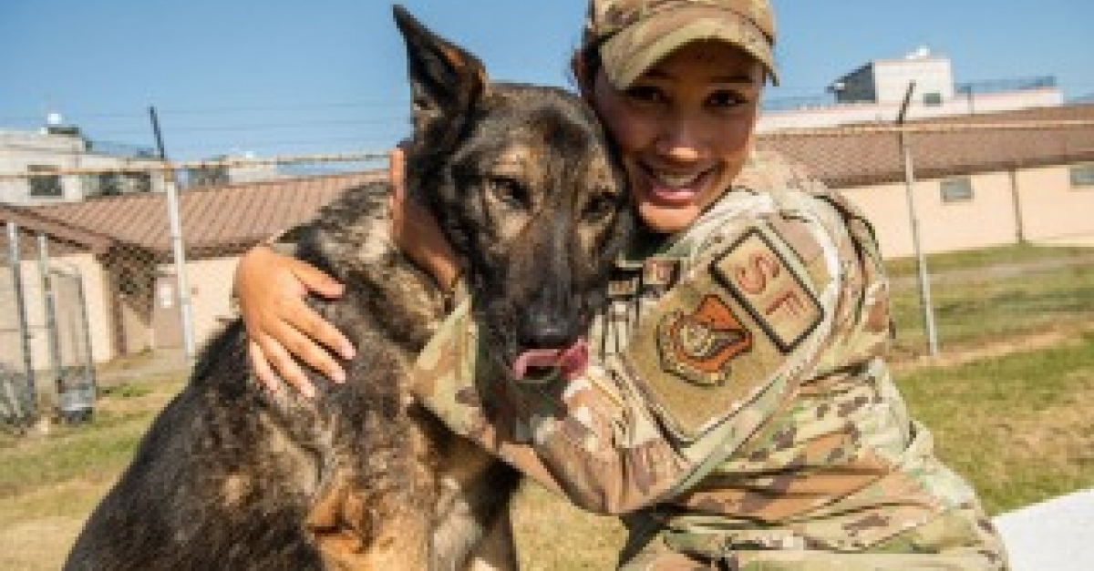 Après avoir frôlé la mort, ce chien militaire peut démarrer sa retraite  bien méritée