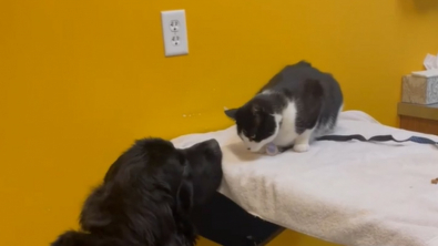 Illustration : "Pour rester calme chez le vétérinaire, ce chat a besoin du soutien émotionnel de son ami chien (vidéo)"