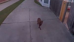 Illustration : "Ce propriétaire ordonne à sa chienne de renter lorsqu’il est témoin de sa fugue via sa caméra de surveillance"
