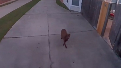 Illustration : Ce propriétaire ordonne à sa chienne de renter lorsqu’il est témoin de sa fugue via sa caméra de surveillance