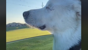 Illustration : "L’émouvante réaction de Kida, une chienne atteinte de cécité, lorsqu’elle se rend compte qu’elle se rend dans son endroit préféré (vidéo)"