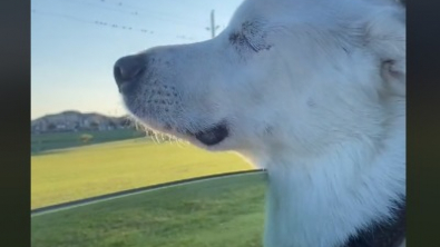 Illustration : L’émouvante réaction de Kida, une chienne atteinte de cécité, lorsqu’elle se rend compte qu’elle se rend dans son endroit préféré (vidéo)
