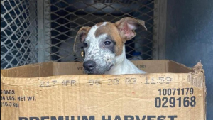 Illustration : "De boîte en carton à maison douillette : le parcours émouvant de Harvest, une jeune chienne traumatisée"