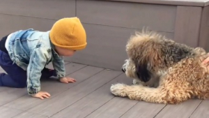 Illustration : "Un petit garçon de 14 mois rencontre un chien pour la première fois (vidéo)"