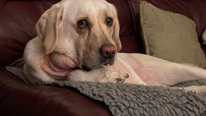 Illustration : "La guérison miraculeuse de Poppy, une jeune Labrador atteinte d’une sialadénose sévère"