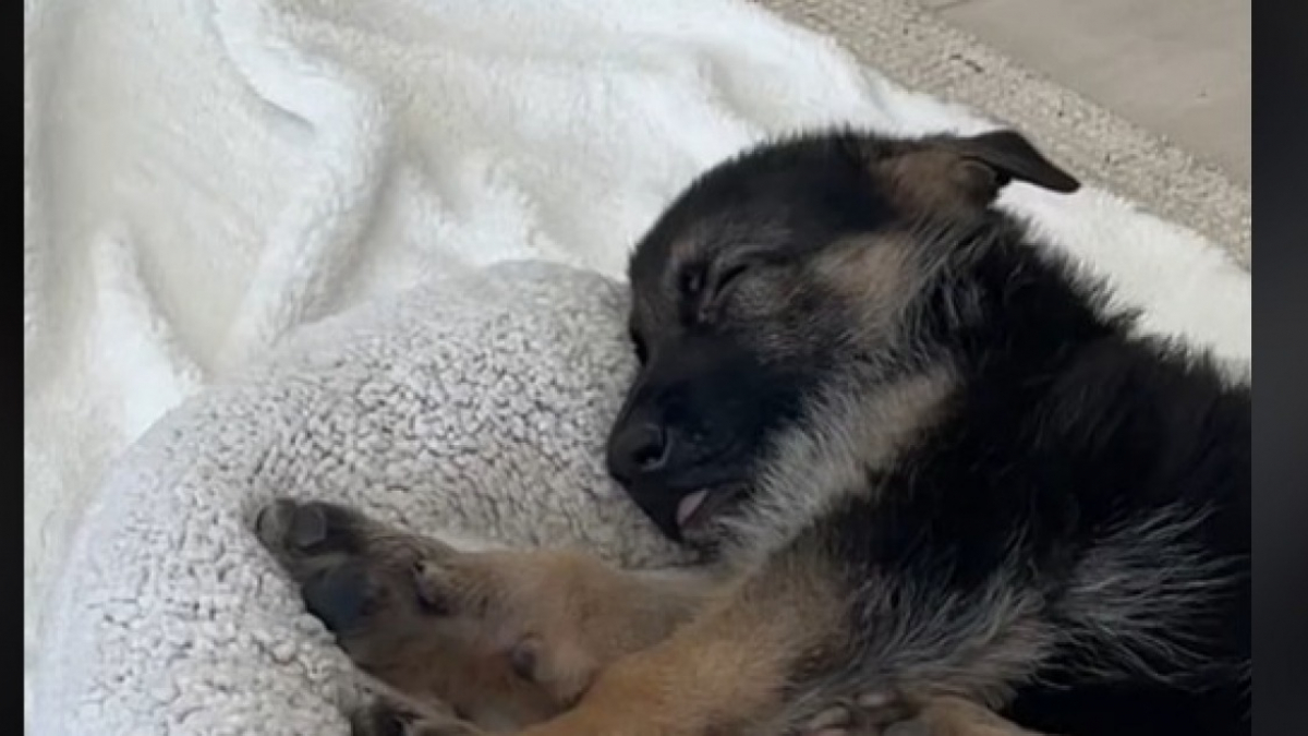 Paralysé des deux pattes arrière, ce chien fait des progrès sensationnels