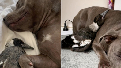 Illustration : Cette chienne devient la mère de substitution d’une pie et se met à produire du lait pour la nourrir  