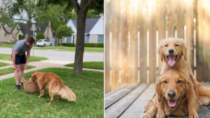 Illustration : "L’adorable réaction de ce Golden Retriever accueillant le nouveau chiot du foyer fait fondre les internautes (vidéo)"