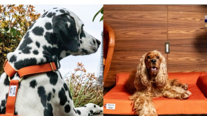 Illustration : "Le luxe canin à la française avec Brach Paris et French Bandit qui lancent une collection exclusive d'accessoires pour chiens"