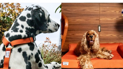 Illustration : "Le luxe canin à la française avec Brach Paris et French Bandit qui lancent une collection exclusive d'accessoires pour chiens"