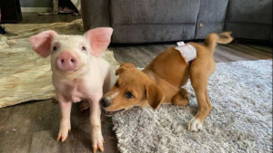 Illustration : "Trop fragile pour jouer avec les autres chiens, ce chiot devient copain avec un petit cochon (vidéo)"