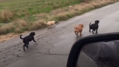 Illustration : 6 chiots en cavale dans une zone désertique ont pu trouver une aide salvatrice, grâce à un bon samaritain (vidéo)