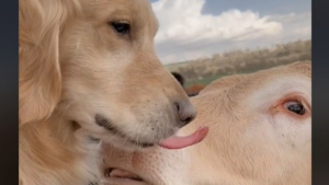 Illustration : "Ce Golden Retriever a noué une tendre amitié avec le troupeau de vaches de son voisin (vidéo)"