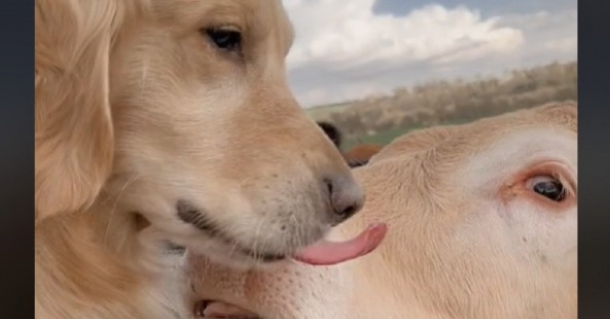 Ce Golden Retriever a noué une tendre amitié avec le troupeau de vaches de son voisin (vidéo)