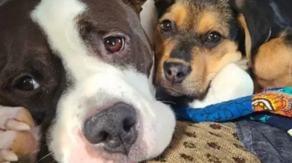 Illustration : Un chien d’ordinaire solitaire devient un excellent grand frère pour des chiots orphelins 