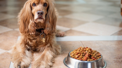 Illustration : "Comment nourrir un chien ayant une sensibilité cutanée ou digestive ?"