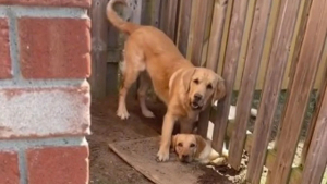 Illustration : "Pour jouer avec la chienne des voisins, ce Golden Retriever est prêt à creuser un trou sous la clôture (vidéo)"