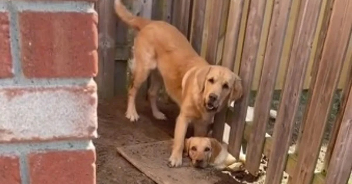 Pour jouer avec la chienne des voisins, ce Golden Retriever est prêt à creuser un trou sous la ...