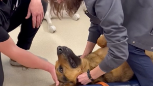 Illustration : " Les vétérinaires doivent intervenir vite pour sauver la vie de ce chien qui s’étouffe après avoir avalé son jouet "