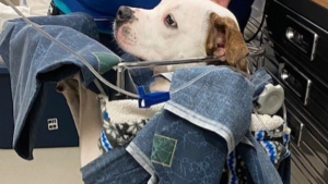 Illustration : "Cette chienne Pitbull, atteinte d’une maladie rare, prend un nouveau départ, grâce à l’acharnement des bénévoles qui s’occupent d’elle"