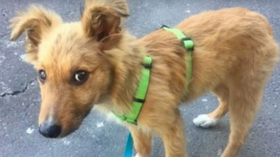 Illustration : Abandonné à seulement 3 mois, ce chiot blessé cherche de l’aide auprès des passants 