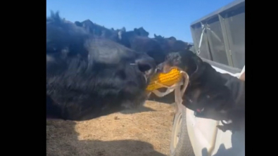 Illustration : Ce petit Teckel tenace ne se laisse pas impressionner par la vache qui veut lui voler son goûter (vidéo)