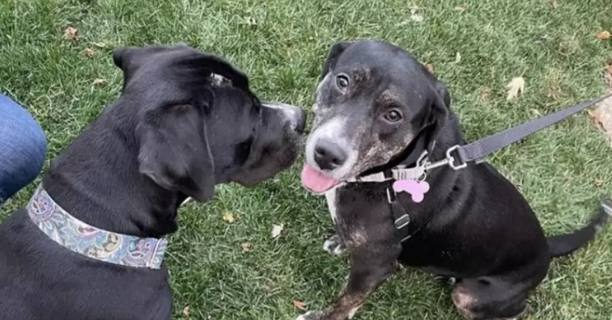Adopter un chien en refuge : les premiers jours à la maison - Le blog