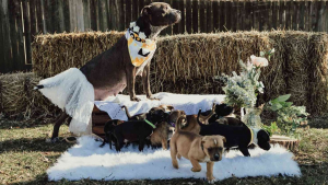 Illustration : " Après un sauvetage miraculeux, une chienne et ses 12 adorables chiots participent à une magnifique séance photo"