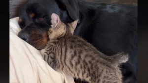 Illustration : "La belle amitié entre ce chaton et ce Rottweiler vient contredire les stéréotypes de la race  "