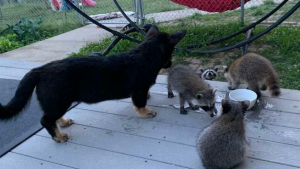 Illustration : "Quand un chien croisé Corgi devient le compagnon de jeu des bébés ratons laveurs"