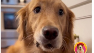 Illustration : "Sunday, un Golden Retriever croque dans une pomme et ne s’attendait pas à ce goût croquant "