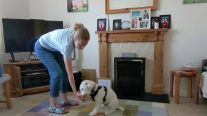 Illustration : "Pour communiquer avec leur petit chien sourd, ses maîtres lui enseignent le langage des signes (vidéo)"