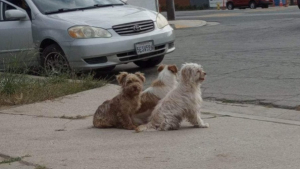 Illustration : "Abandonnés par leur maître, ces trois chiens soudés restent ensemble et s’entraident pour surmonter cette épreuve "