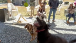 Illustration : "Une fête d’anniversaire originale pour ces chiens qui s’amusent avec une piñata adaptée"