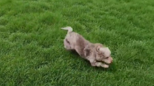 Illustration : "L’émouvante réaction de Koda, le mini Labradoodle qui peut enfin profiter de son propre jardin (vidéo)"