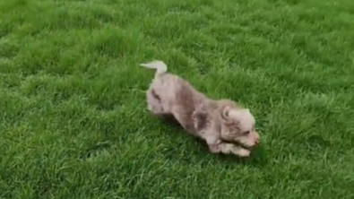 Illustration : L’émouvante réaction de Koda, le mini Labradoodle qui peut enfin profiter de son propre jardin (vidéo)